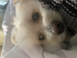 Pandapuppy