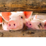 Da Pig Club