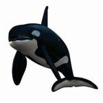 orcas-united