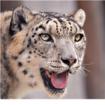 Snow Leopard Fan group