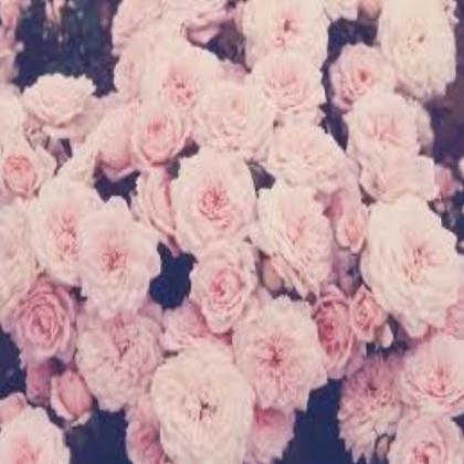 Pink Floral Roblox decal