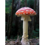 Hello! We just talk about mushrooms because we lov