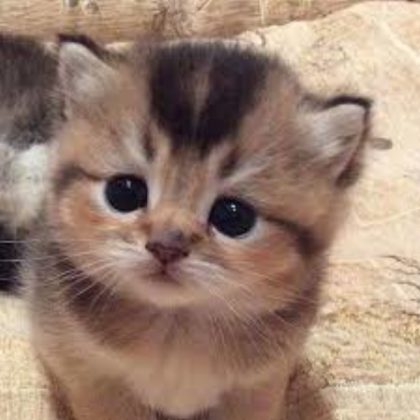 Cute Cat Roblox decal