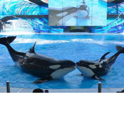 ShamU stadium