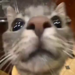 la fuerza del gato