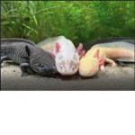 Axolotl army of the ocean