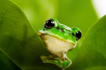 Froggies Studio