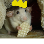 a epi rat with a waffle