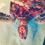 Sea Animals!