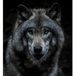 She Wolves in Your Closet <3