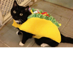 young tacocat spelt backwards