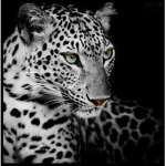 Design Team of Leopard Industries!