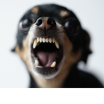 The doggos 29772910