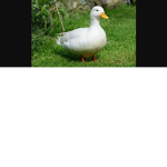 We like ducks cuz they cool