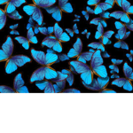 Blüe butterflys