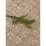 Lizardssssssssssssssssssssssssssssssssssssssssssss