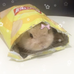 The best bunnies team