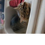 CAT WORSHIP
