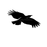 Black Hawks (TTK)
