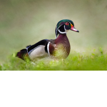 the#ducks