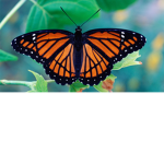 butterflies aren't orange