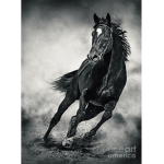 Riding horse academy