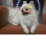 Dog server