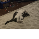 Cat. Group