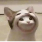 고양이 부대 그룹!