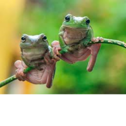 SAVAGE FROGS