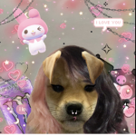 {my melody fans}