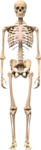 ChadsOFChads