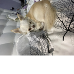 Nikita seven year