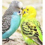 Bird Admirers Forever!