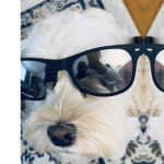 Puppies Apparel!