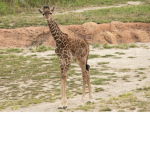 SimplyGiraffes
