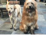 doggggy fan group