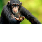 Pro Monke Gamers