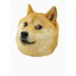 Doge peopls