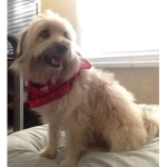 Doggo :3