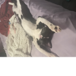 The cat is cool