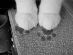 kittipaw.
