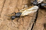 Alate Ants studios