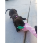 Dogs/puppy’s rule