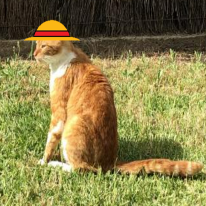 sunhat cat Roblox decal