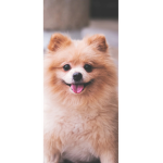 Doggie love <3