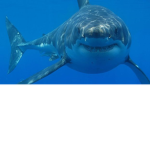 Sharkey’s Group