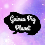 Guinea Pig Planet
