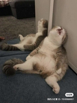 for cat fans only