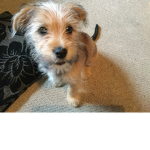 Love puppies